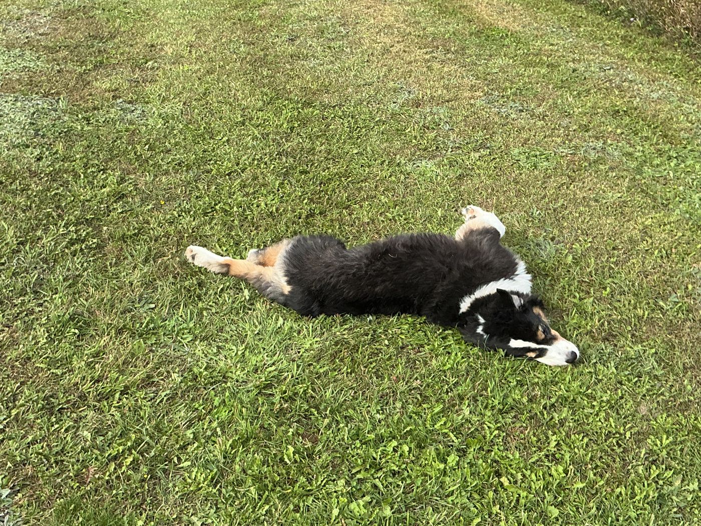 A tricolor Australian Shepherd stretched out, relaxing on the grass