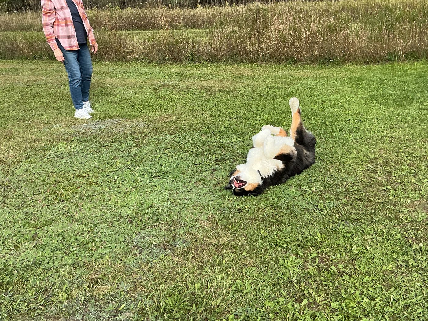 A Bernese Mountain Dog rolling happily on its back in the grass