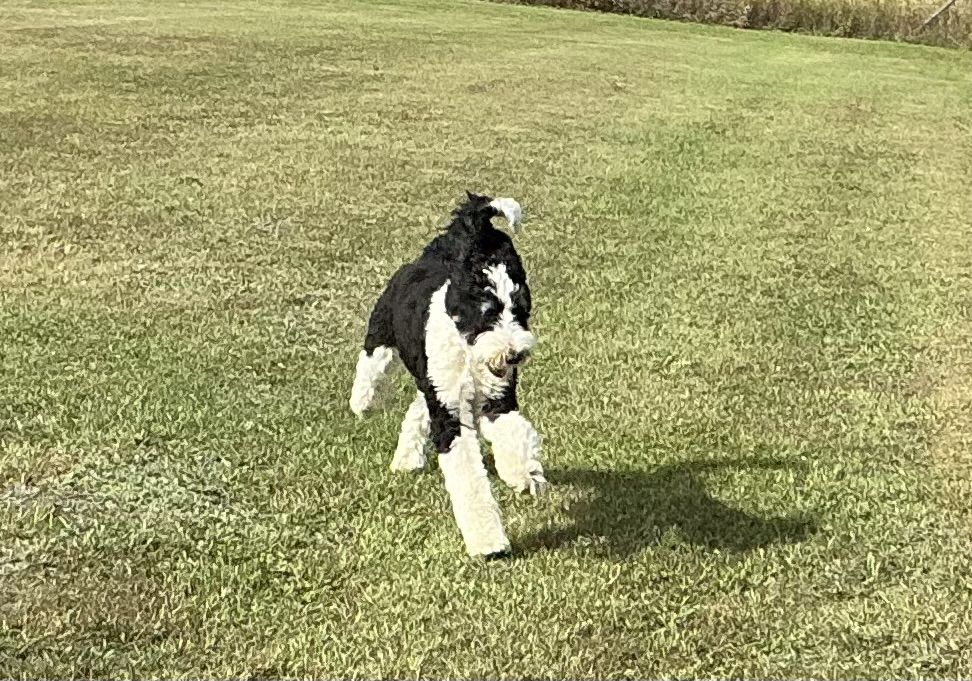 A black and white doodle bounding across the grass in the sun