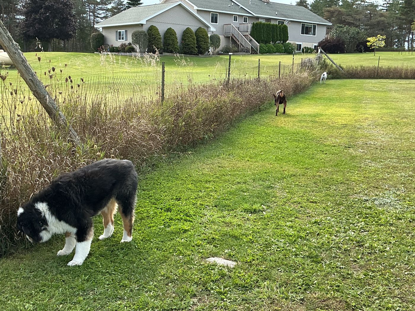 Dogs exploring along the fence line of the exercise area, with the house in the background