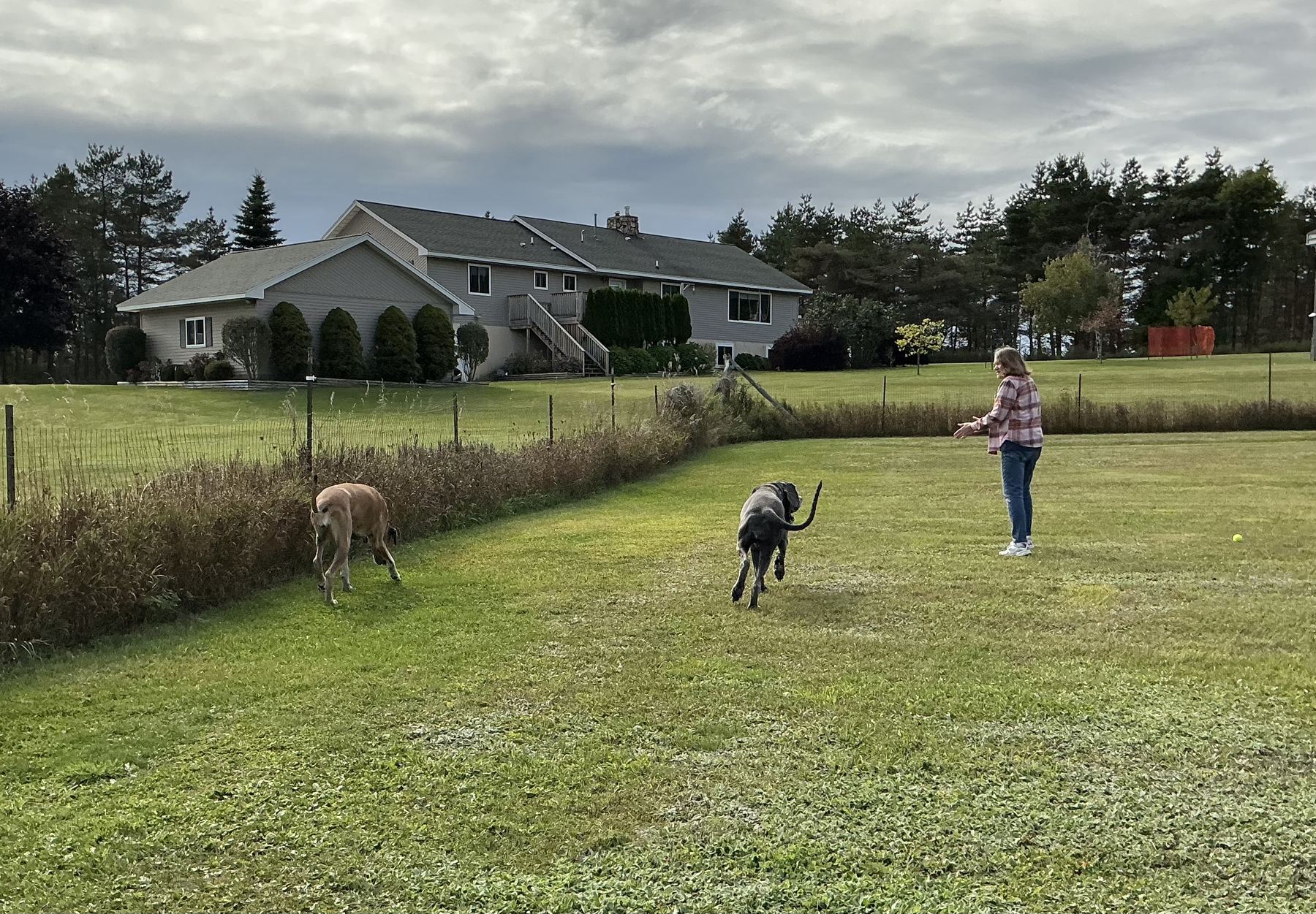 Dogs playing fetch in the fenced field behind the house, with pine trees beyond