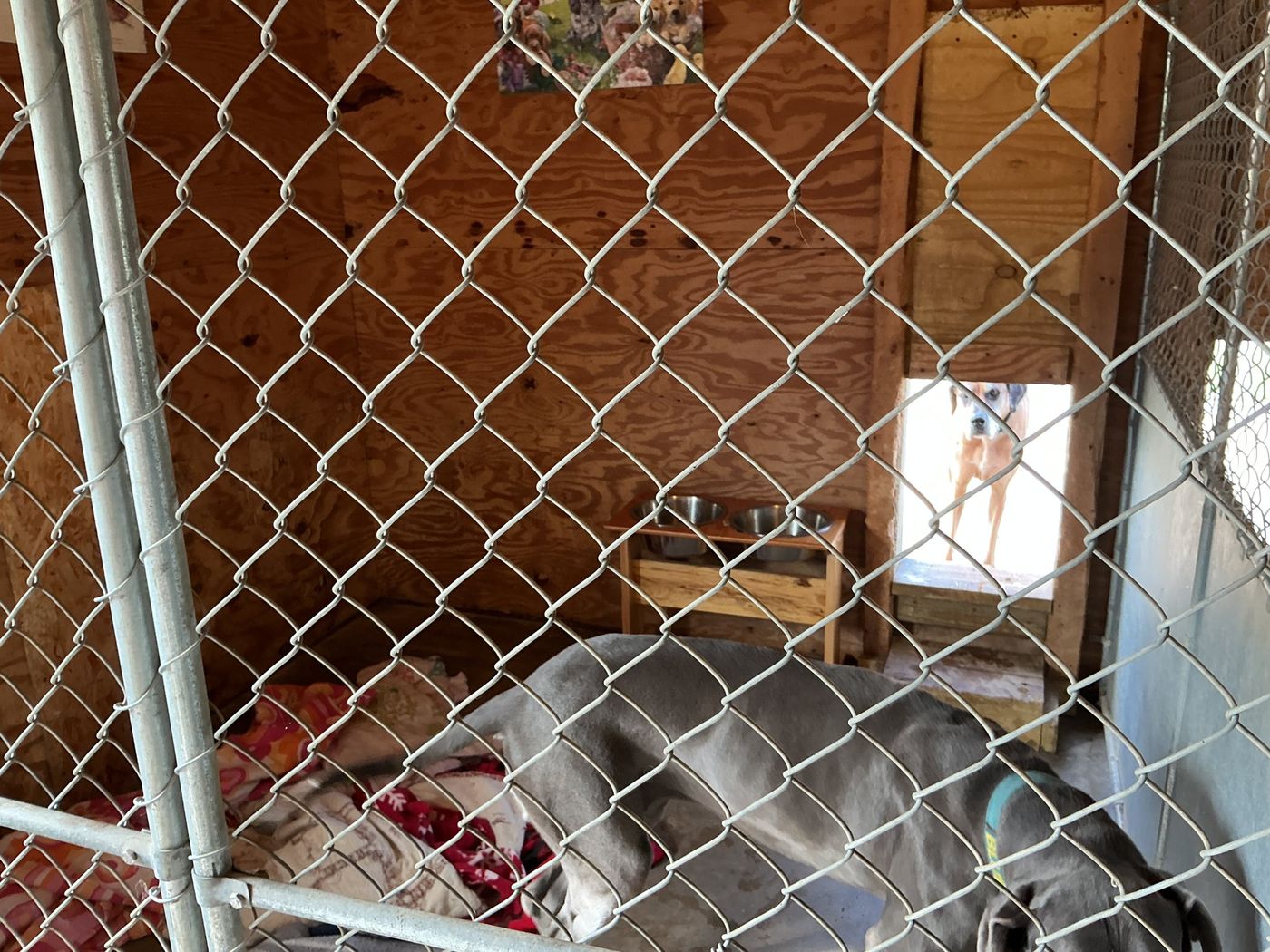 A gray Great Dane resting on blankets inside her wood-paneled stall, with a raised feeding table behind her and her sister looking in through the door from the outer stall